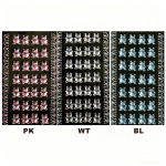 Teddy Bear Acrylic Stickers/dz